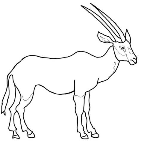 oryx darabie