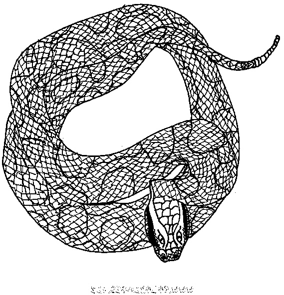 coloriage adulte serpent