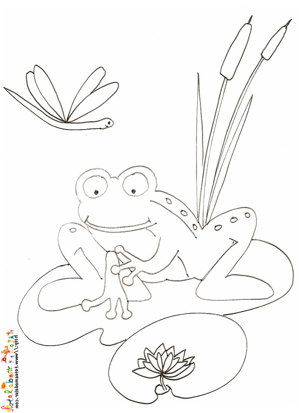 image de dessin de grenouille