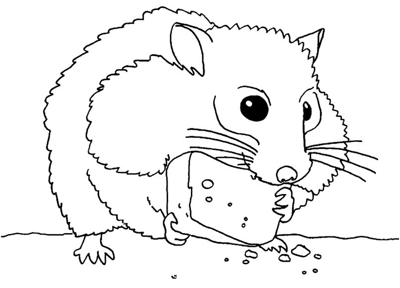 coloriage hamster 0