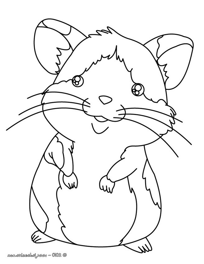 coloriage d un hamster