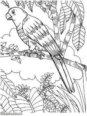 coloriageenligne 1889 coloriage perroquet