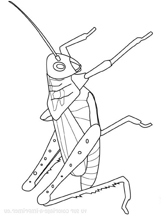 insectes coloriages