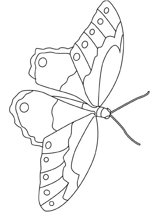 coloriage Insectes 1