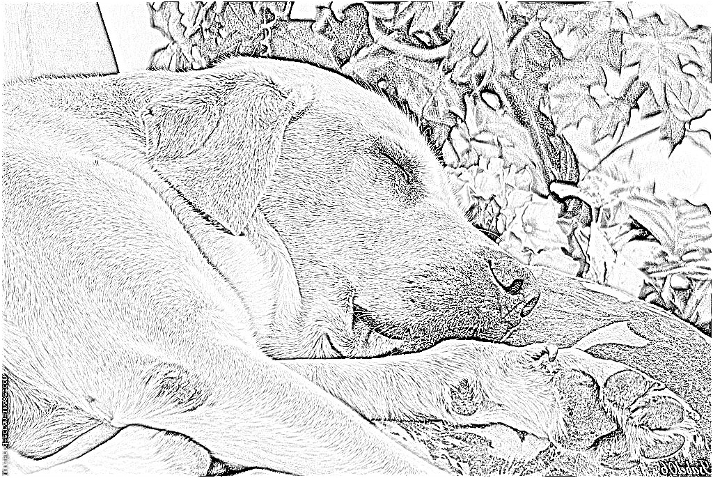 2272 coloriage labrador faisant sieste a imprimer pour les 1967 chien labrador coloriage dessin