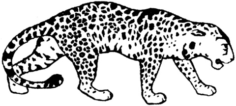 leopard 17