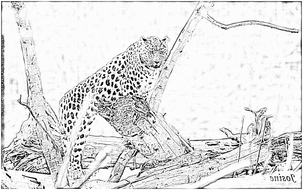 coloriage leopard a imprimer gratuit