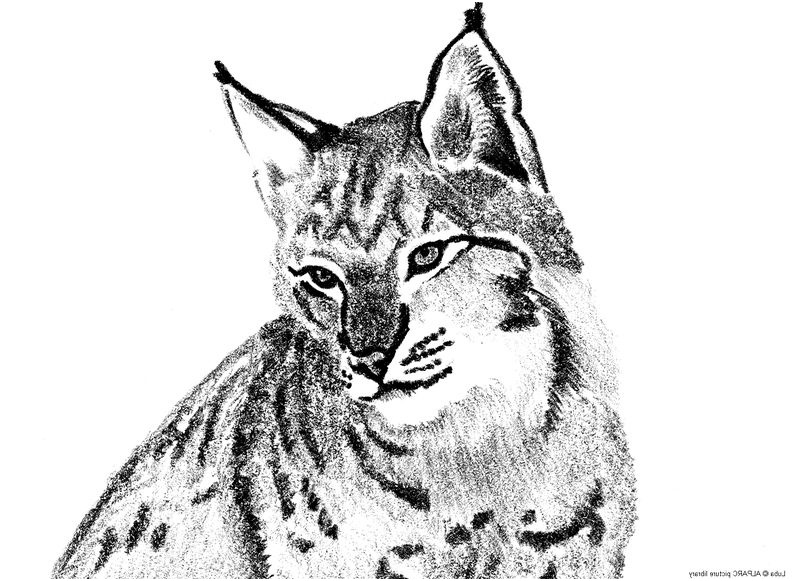 dessin mandala lynx