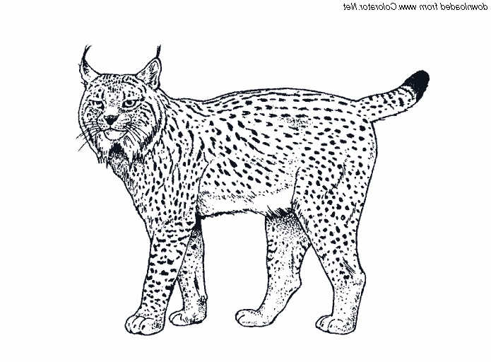 dessin a colorier bebe lynx