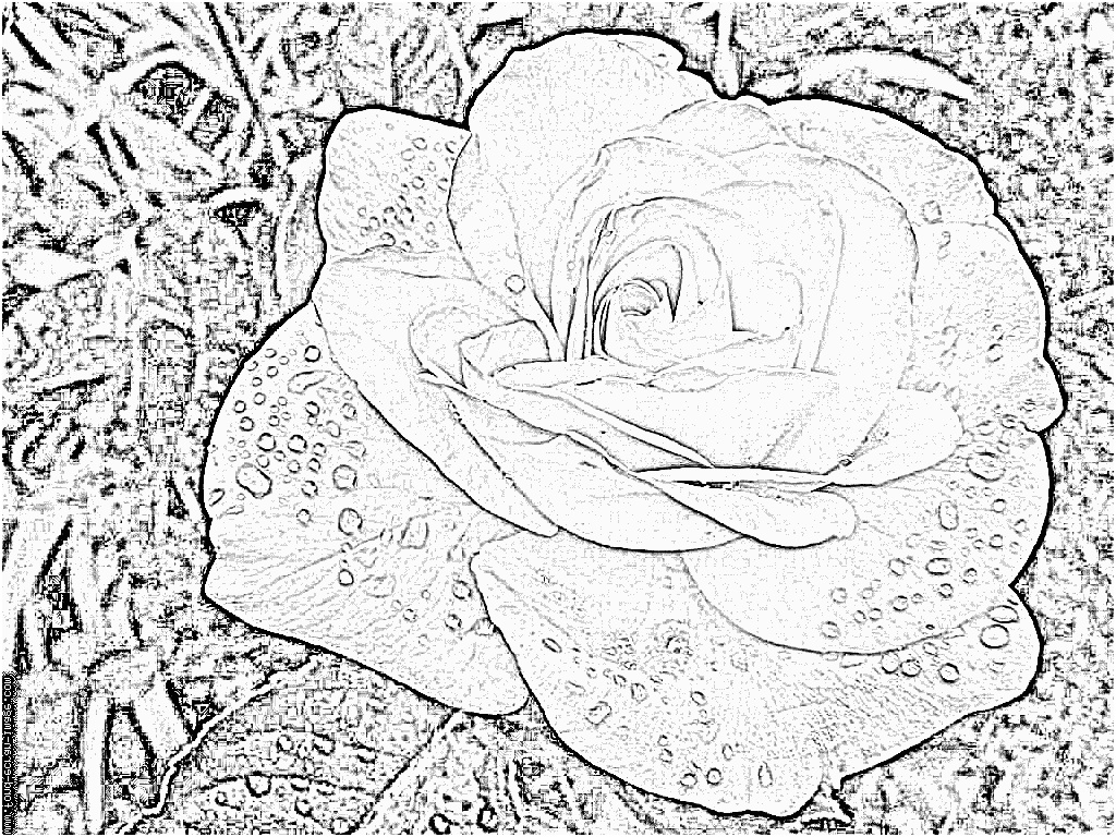 coloriage rose beige fleur rose blanche