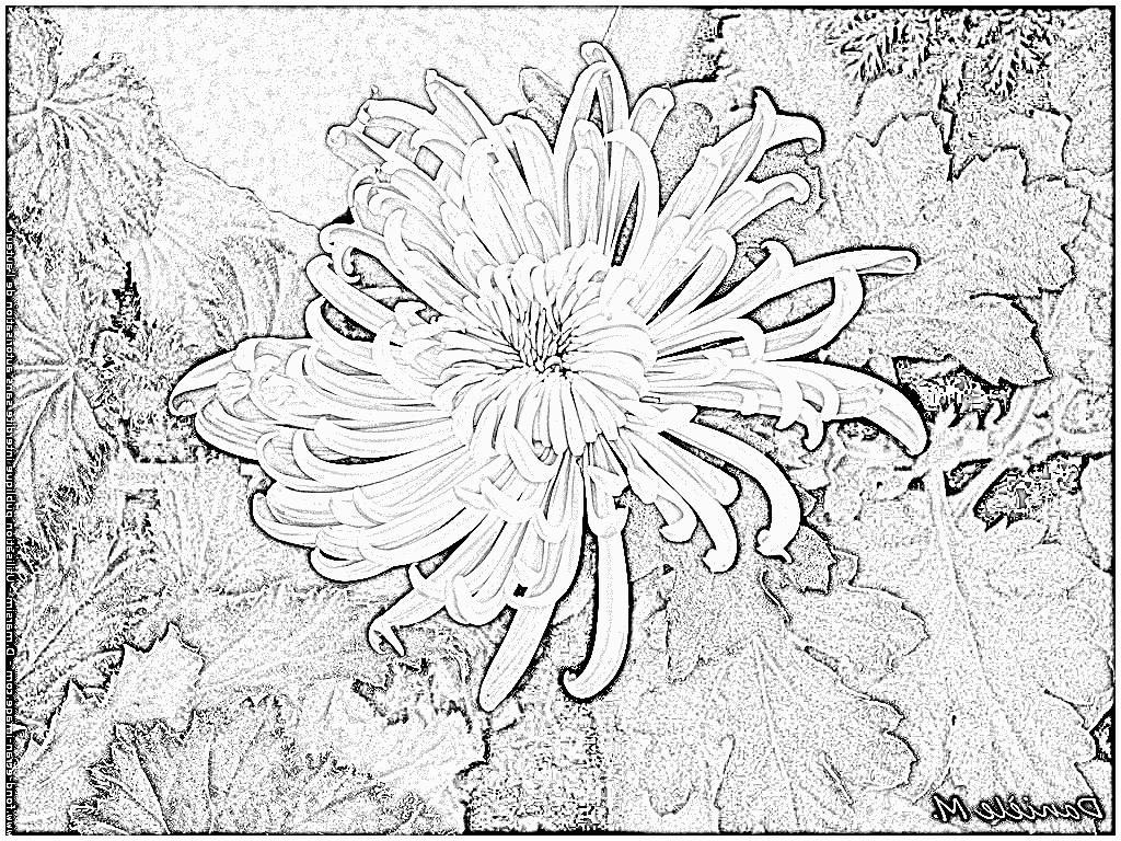 coloriage chrysantheme 010 noir et blanc fleur chrysantheme