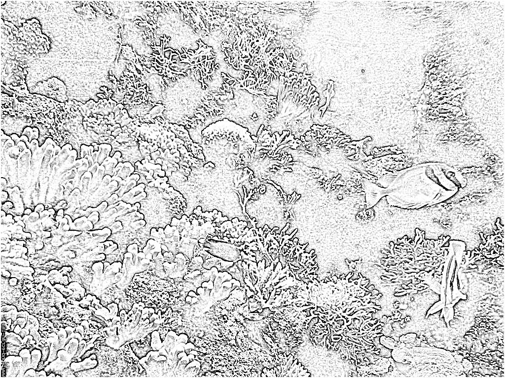 Coloriage Magique Cp Sons Nice Coloriage Aquarium Imprimer Pour Les Enfants Dessin
