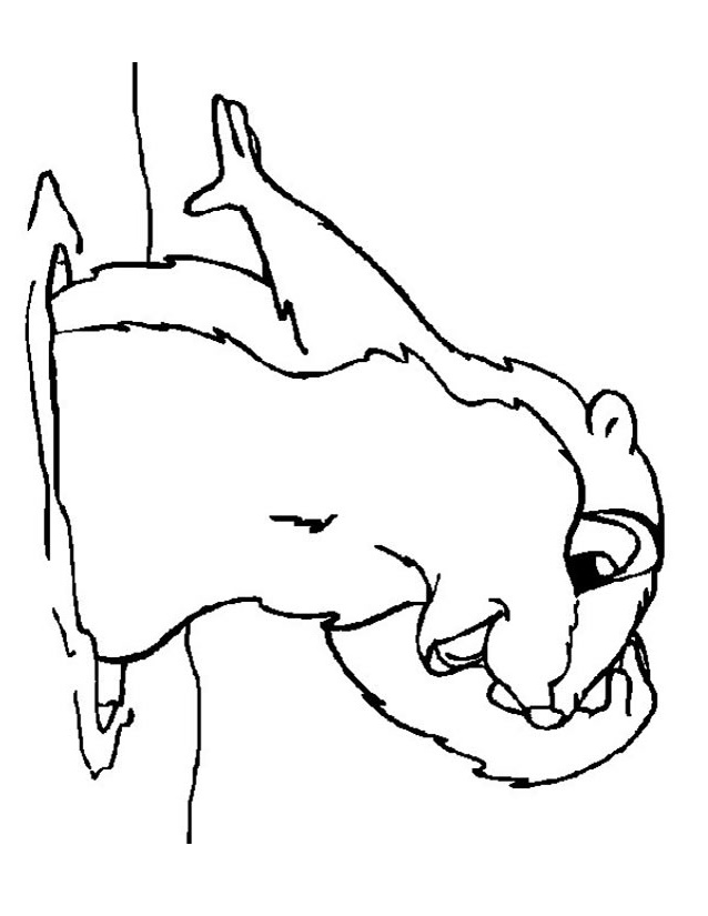dessin marmotte rigolote