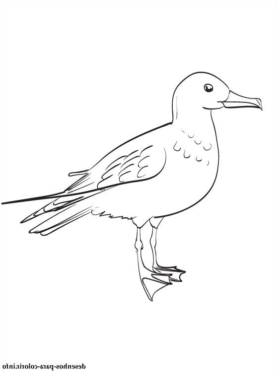 gaivota desenho para colorir e imprimir