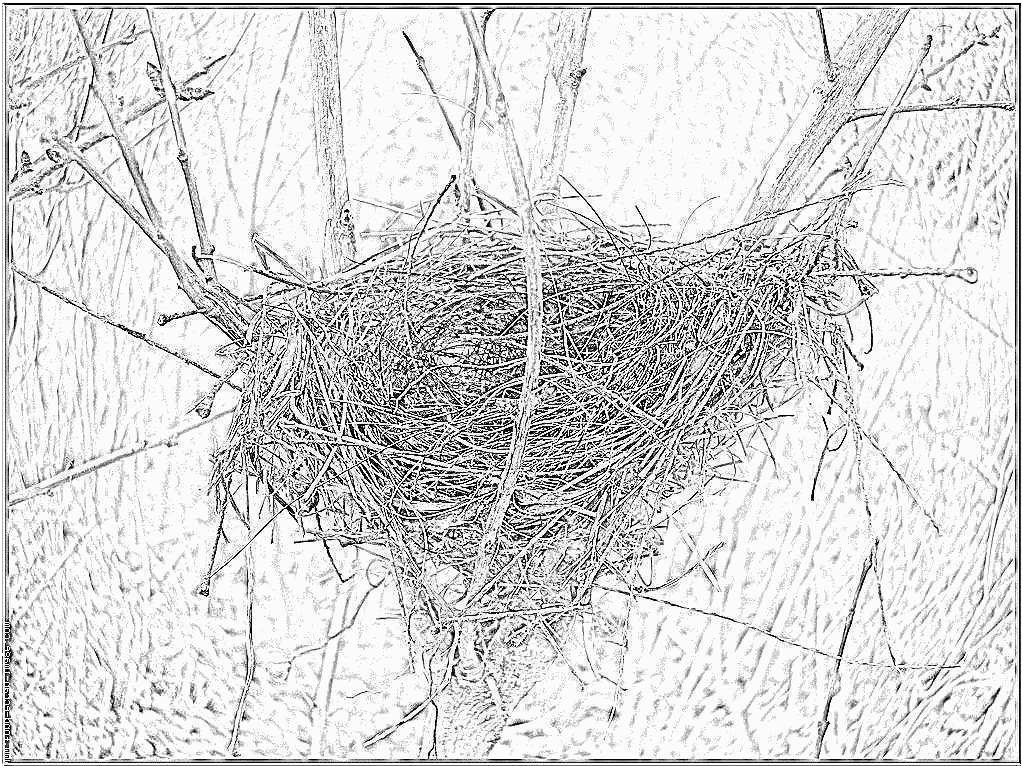 coloriage nid damp039oiseau beautiful coloriage nid d oiseau p a imprimer pour les