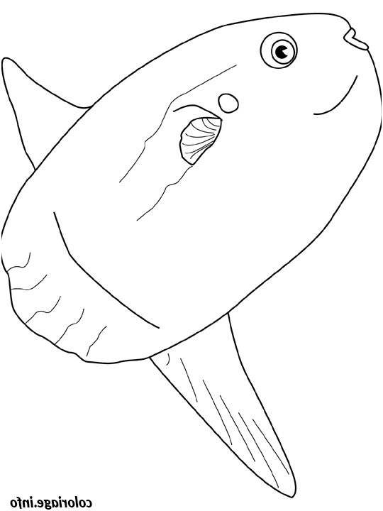 ocean sunfish coloriage