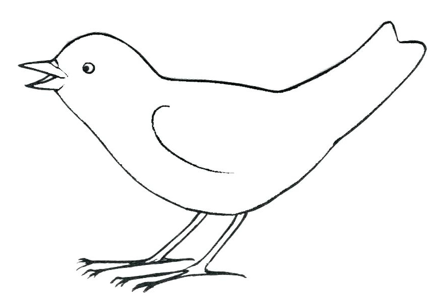 illustration d oiseaux 4