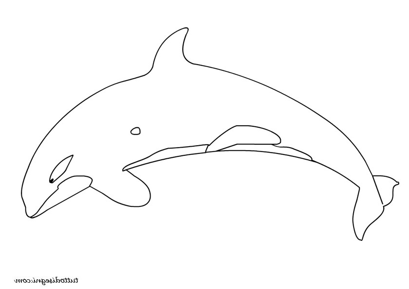 orca da colorare