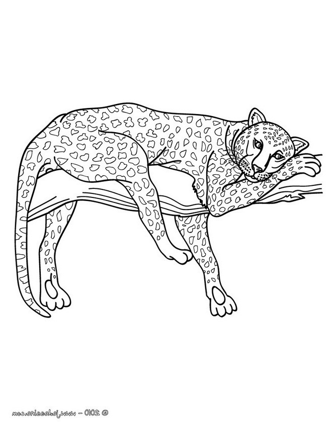 coloriage d un leopard