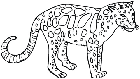 leopard 27