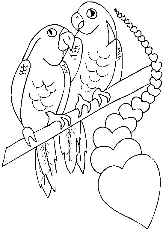 dessin de perroquet