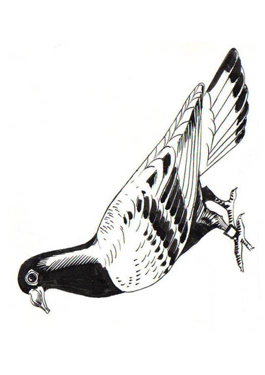 coloriage pigeon pigeon voyager i
