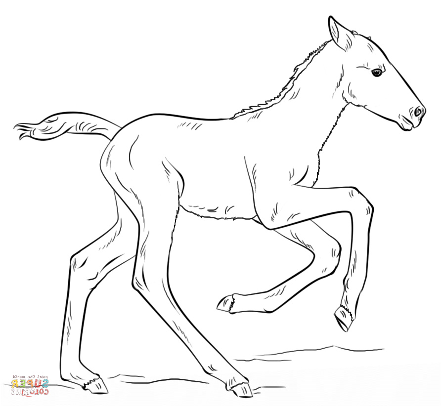 cute running foal