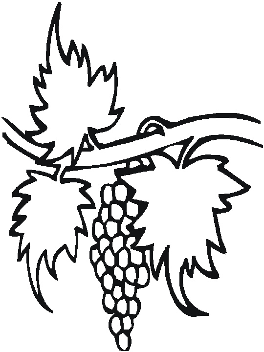 dessin de vigne