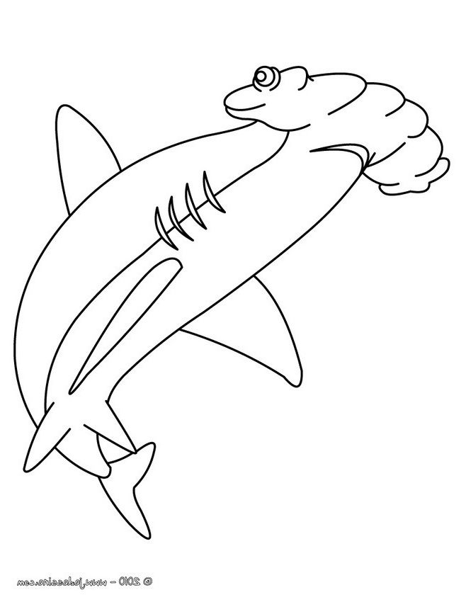 coloriage d un requin marteau