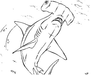 coloriage requin marteau