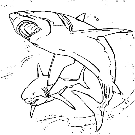 coloriage requin marteau