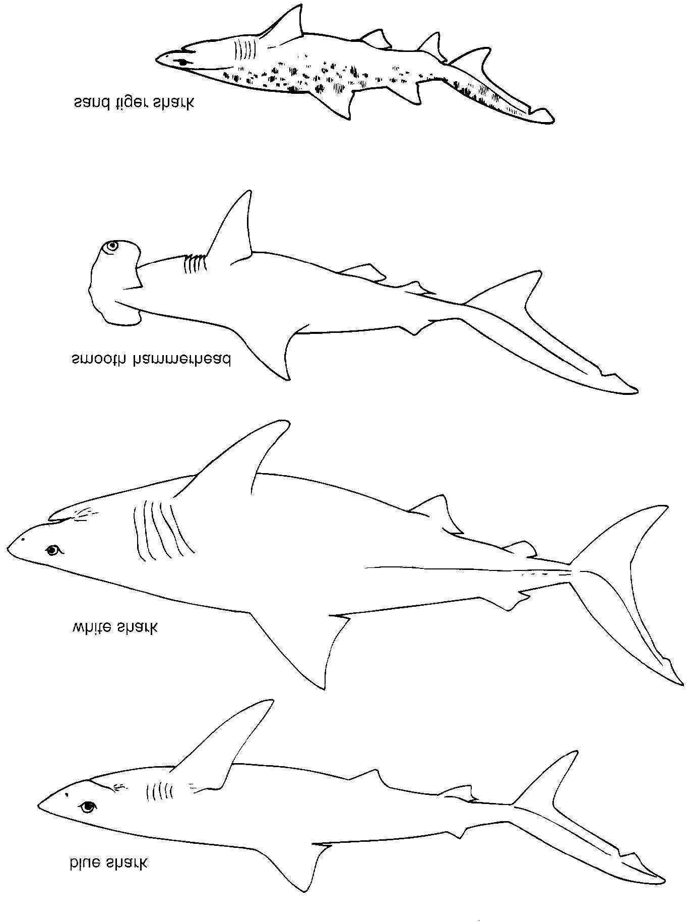 coloriage requin marteau awesome meilleur de dessin a colorier de requin blanc mademoiselleosaki