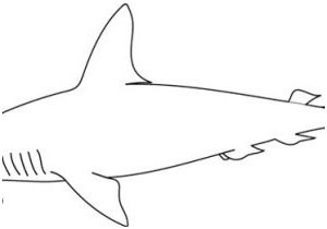 coloriage de requin marteau coloriage requin marteau sur hugolescargot