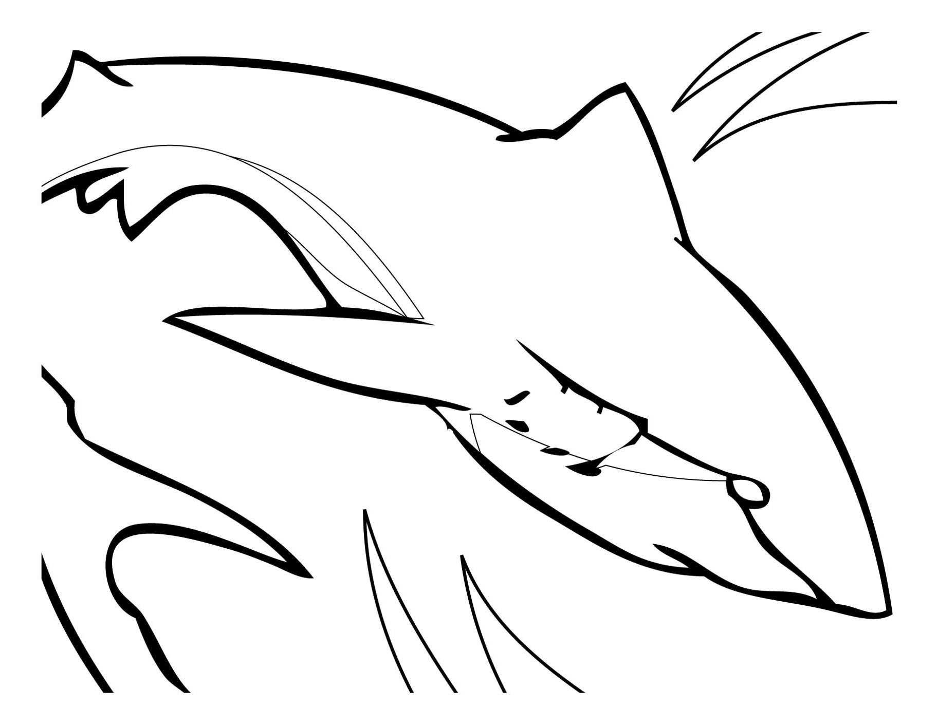 image=requins coloriage requin 11 1