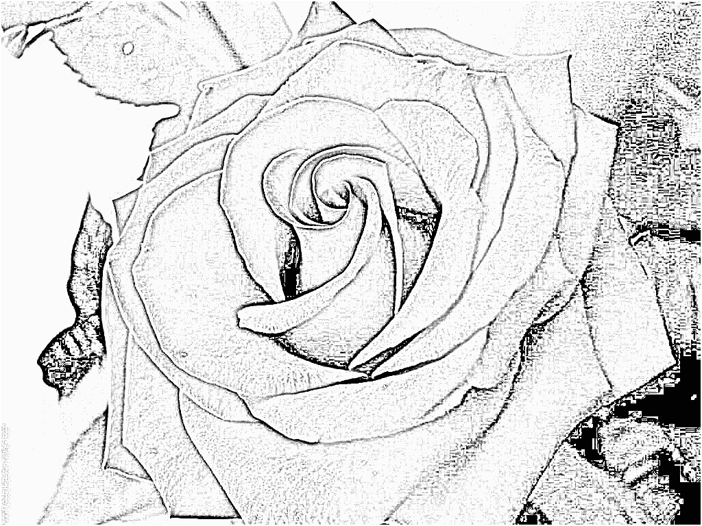 coloriage ma belle rose rouge a imprimer pour les enfants dessin encequiconcerne dessin de rose a imprimer