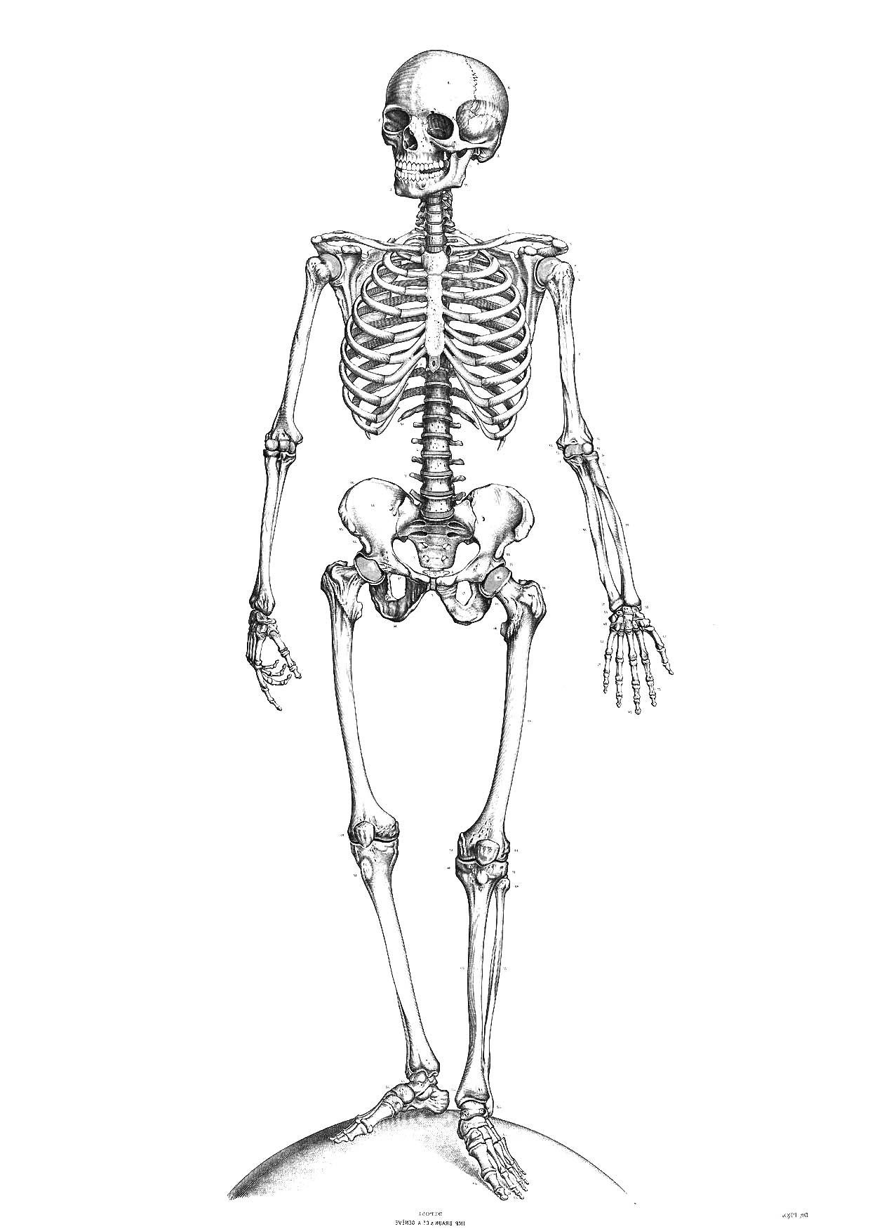 coloriage squelette i9340