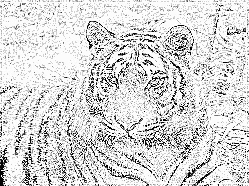 dessin mandala tigre imprimer