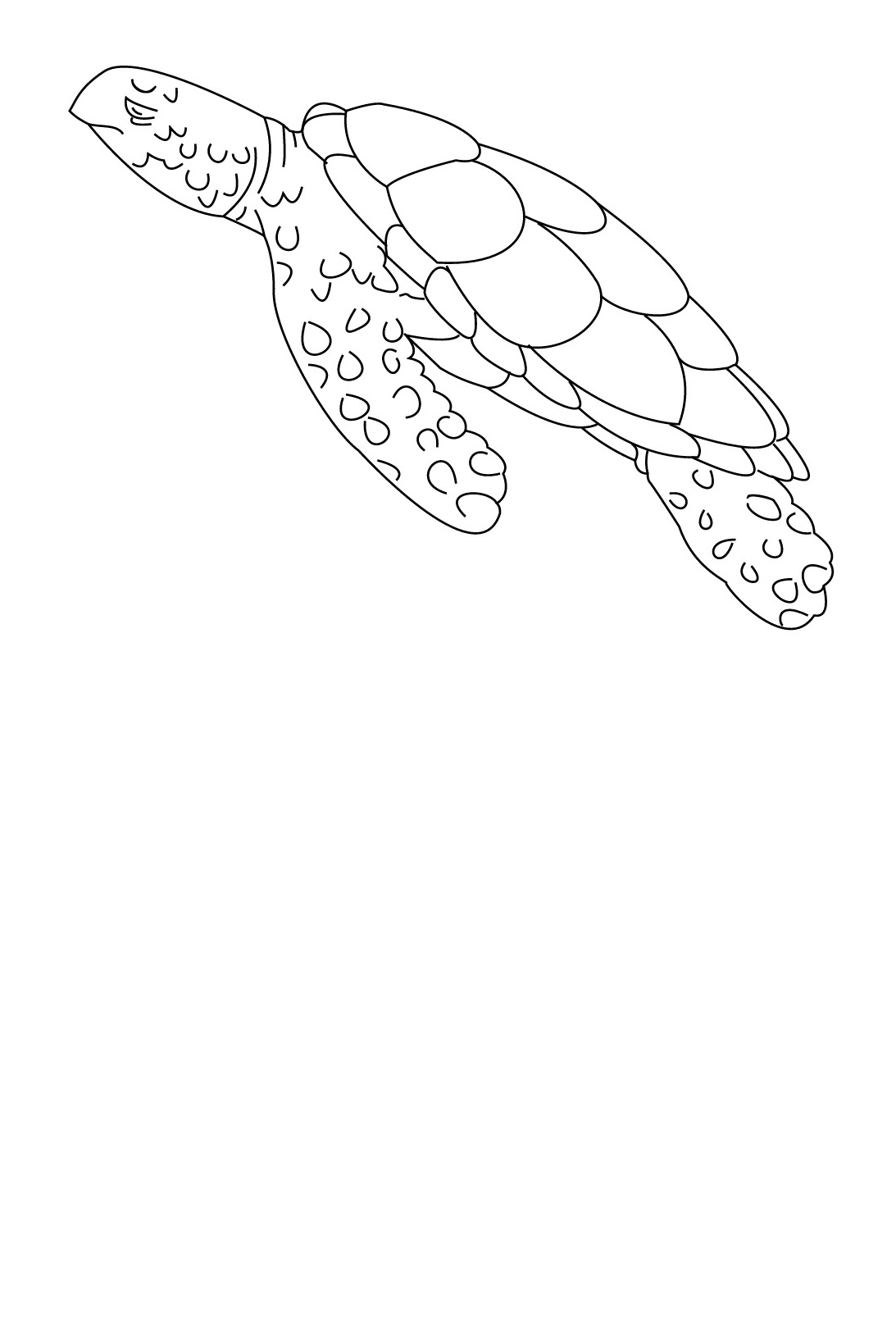 coloriage tortue de mer