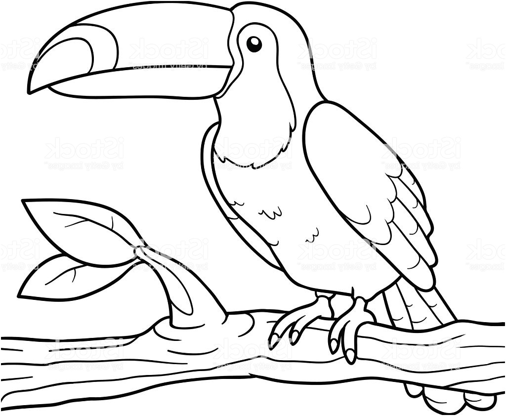 livre de coloriage toucan gm