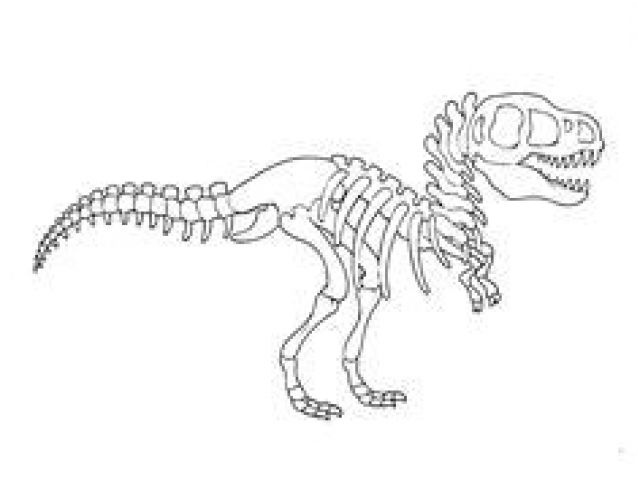 coloriage dinosaure carnivore coloriage de fossiles de dinosaures squelette de triceraptor 2