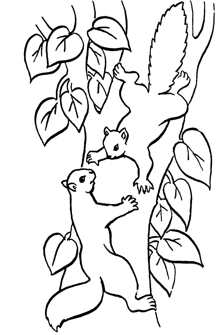 ecureuil dessin