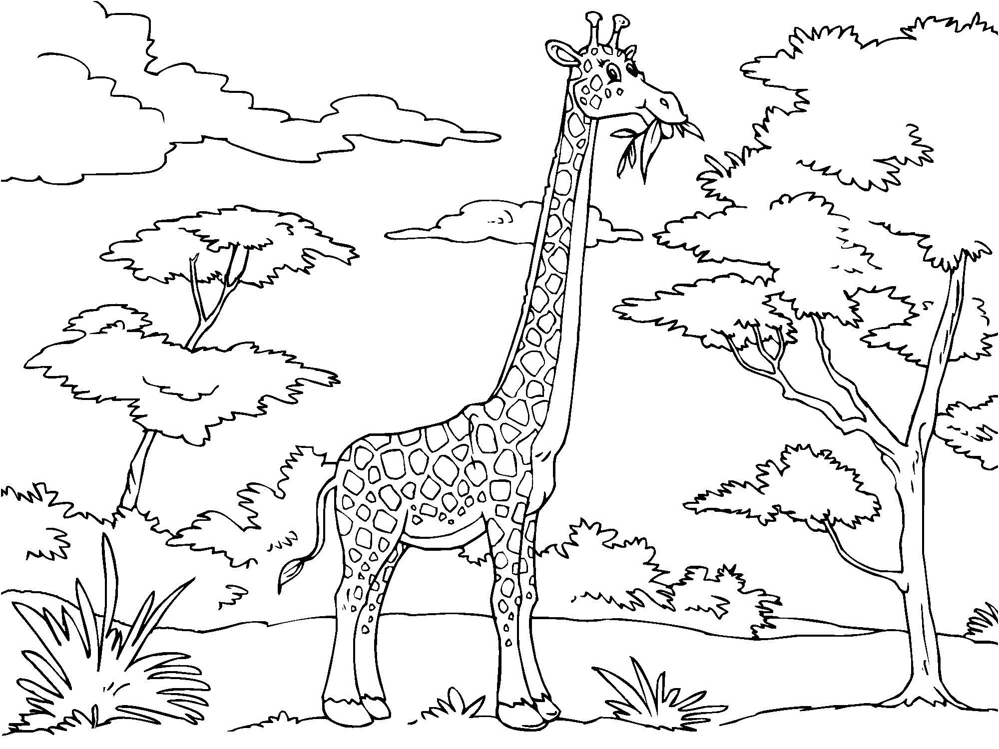 coloriage girafe i