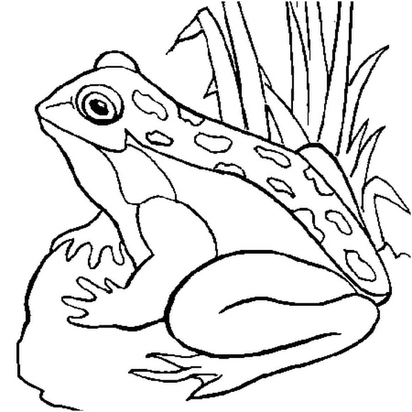 grenouille coloriage
