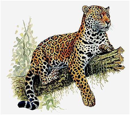 poeme pour le jaguar