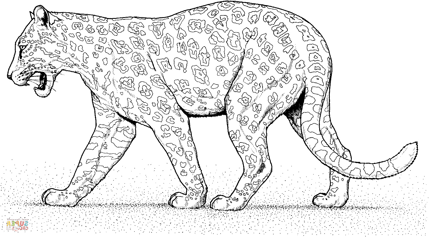 jaguar qui marche