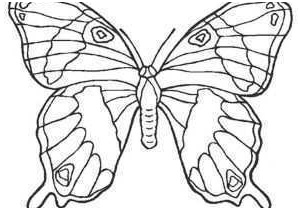 coloriage papillon maternelle unique image papillon dessin maison design apsip