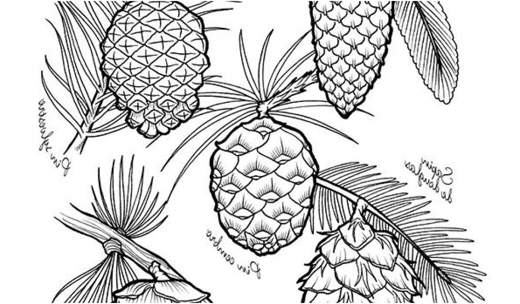 coloriage ananas facile 669 best coloriages dessin images on pinterest