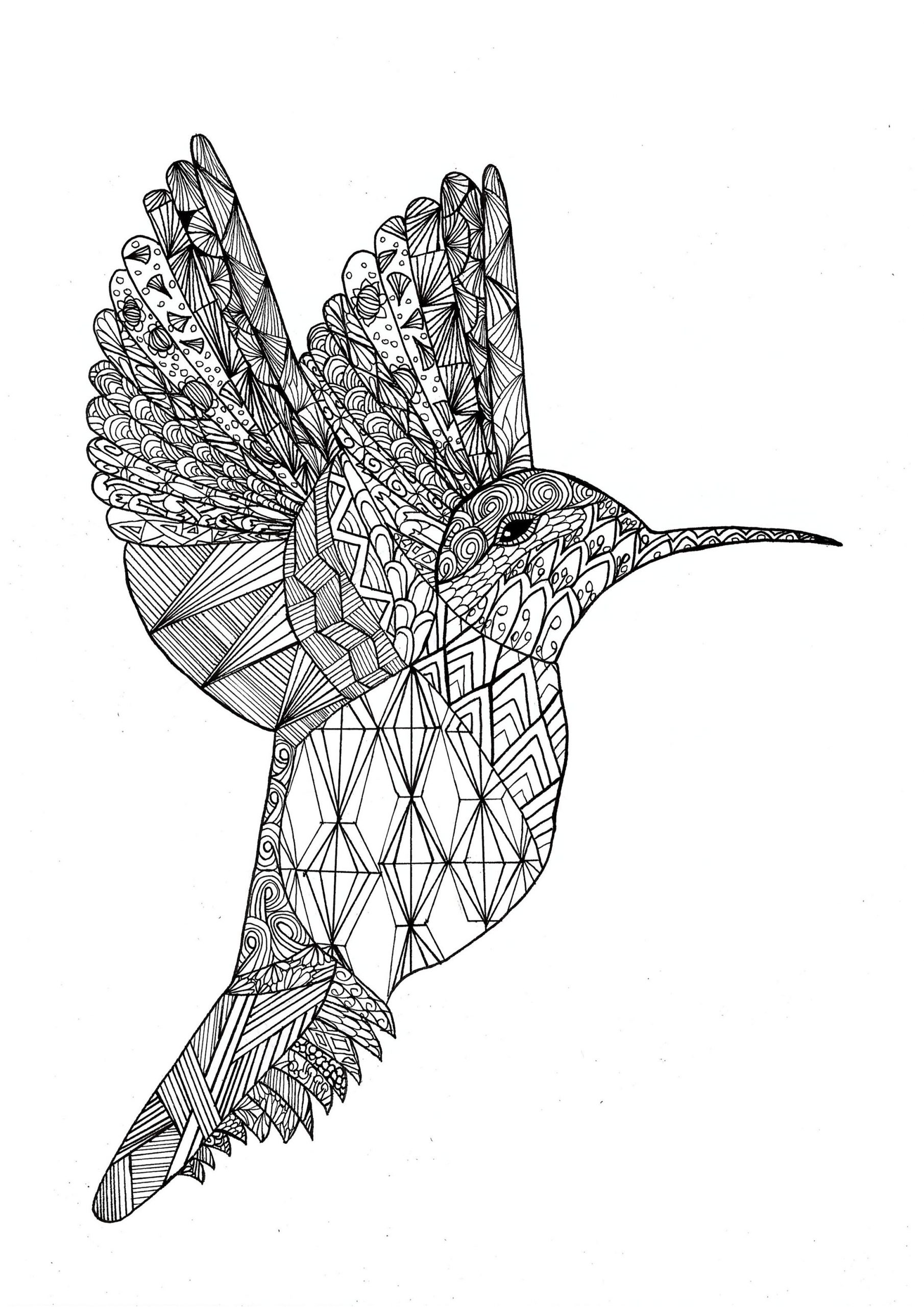 image=oiseaux coloriage colibri 1