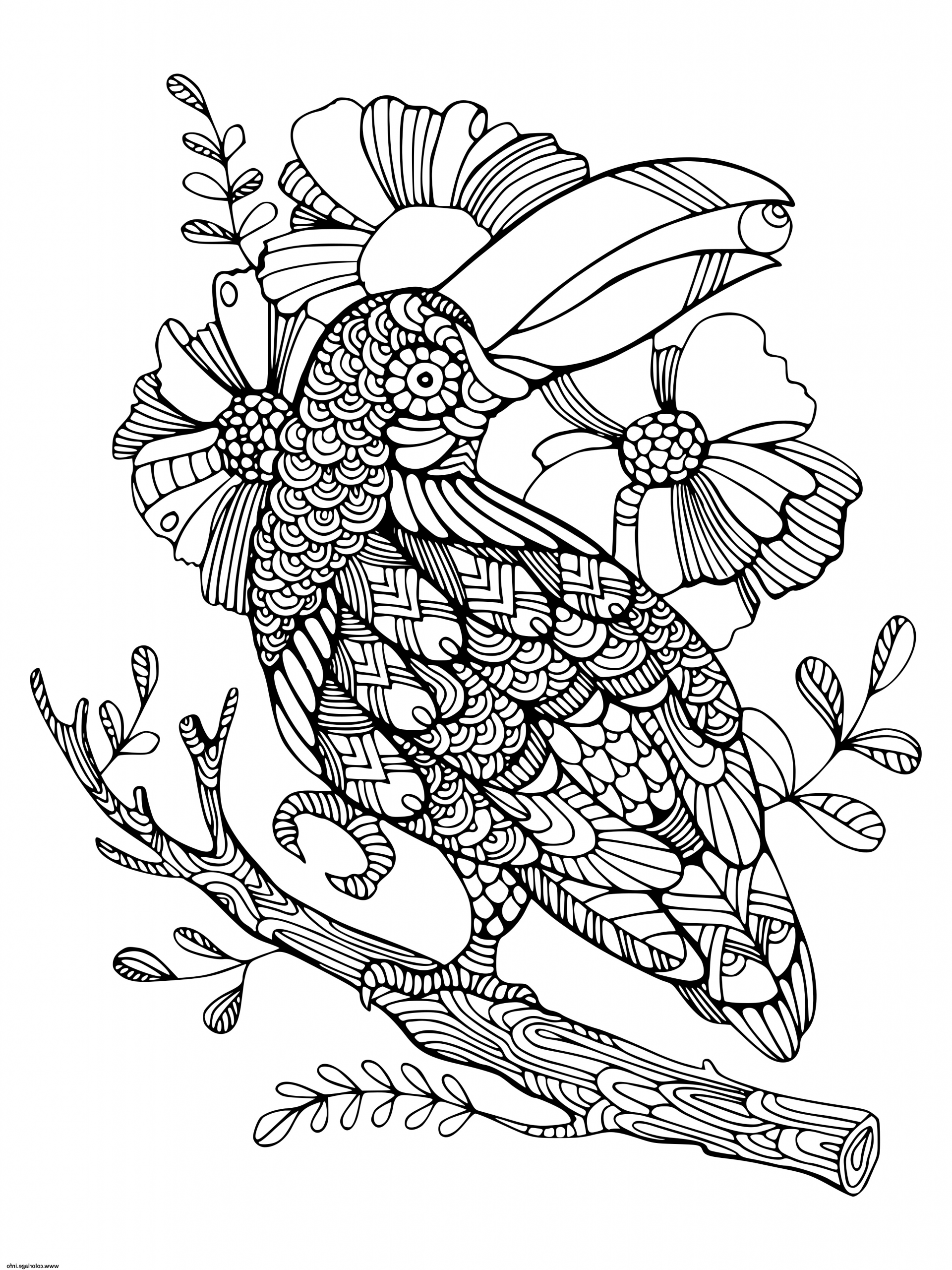 oiseau mandala toucan zentangle adulte coloriage dessin