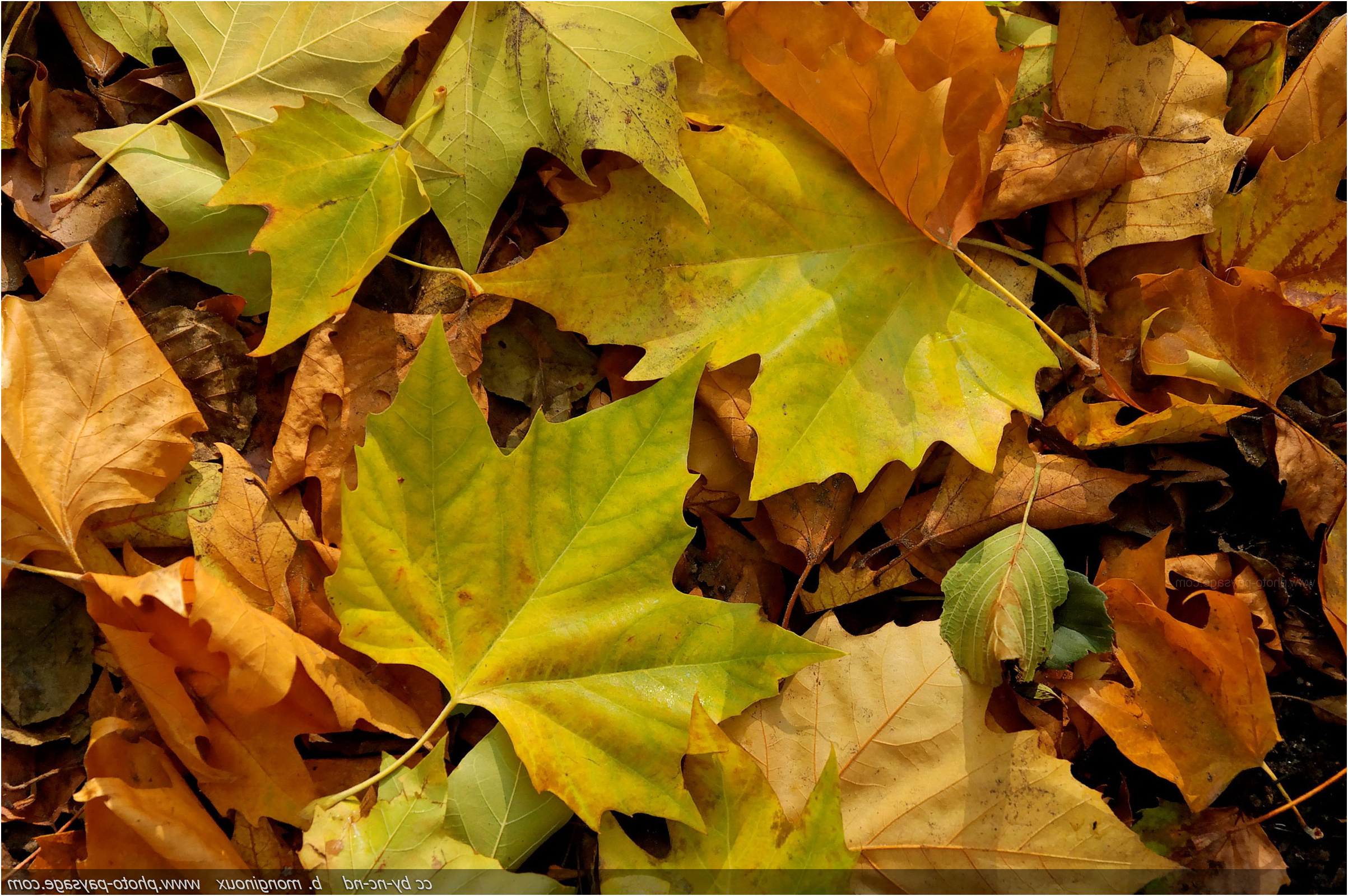 feuilles mortes en automne 2